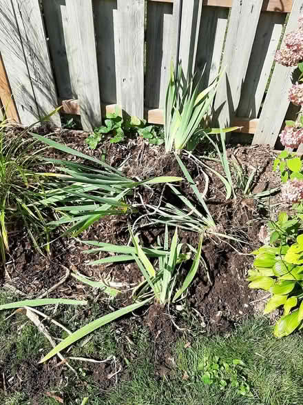 Photo of free iris plants (Kanata) #1