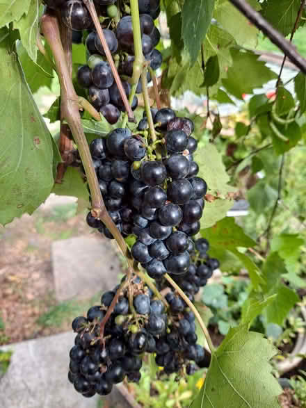 Photo of free Grapes For Winemaking (Hornchurch RM12) #1