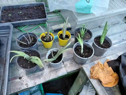 Photo of free Aloe vera (Shelton Lock DE24) #1