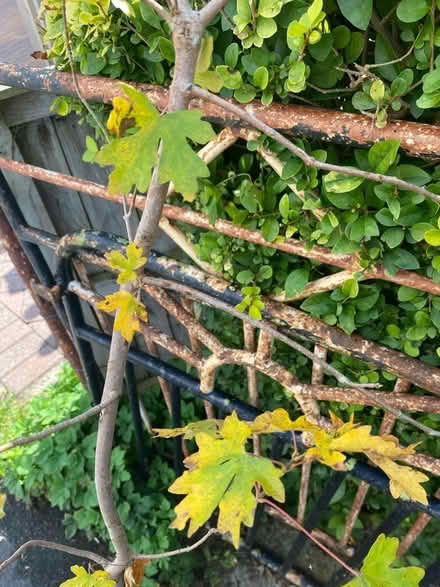 Photo of free Two trees (goat willow & field maple) in pots (Lightpill GL5) #4