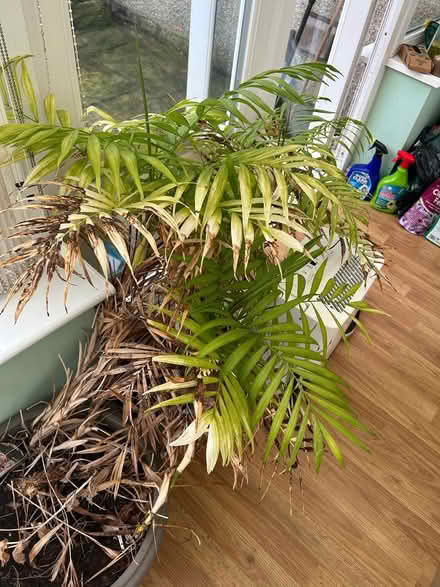 Photo of free Palm plant (Oxenhope BD22) #1