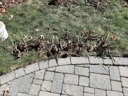 Photo of free peonies roots (Kanata) #1