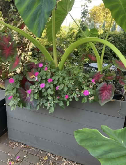 Photo of free Cedar fence boards (Roscoe village) #3