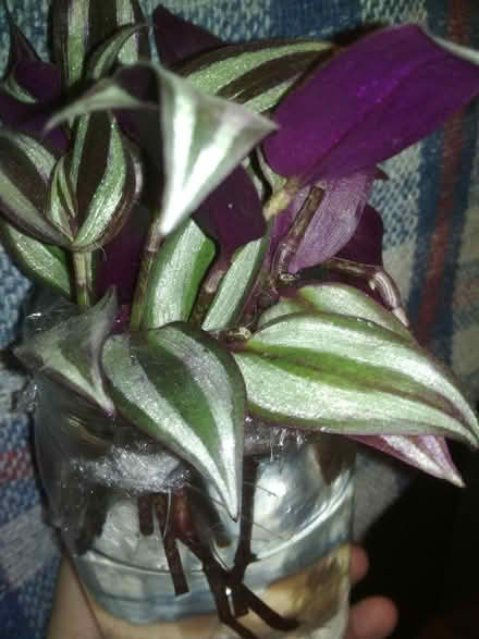 Photo of free Tradescantia rooted cuttings (Dublin central) #1
