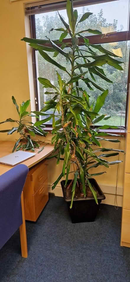 Photo of free Indoor palm tree (Ranelagh) #1