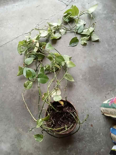 Photo of free Houseplants (Hawthorne Hills in NE Seattle) #4