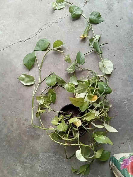 Photo of free Houseplants (Hawthorne Hills in NE Seattle) #3