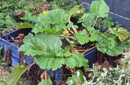 Photo of free Established rhubarb plants (Kemsing TN15) #1
