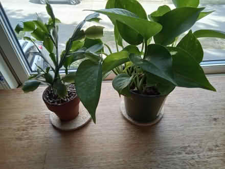 Photo of free Houseplants (Hawthorne Hills in NE Seattle) #2