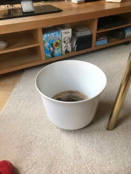 Photo of free Indoor planter (High Wickham TN35) #1