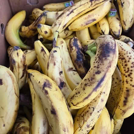 Photo of free Over Ripe Bananas (Chiquita Mountain View) #2