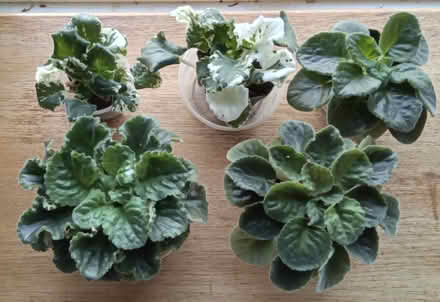 Photo of free Houseplants (Hawthorne Hills in NE Seattle) #1