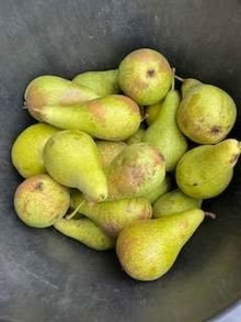 Photo of free Pears (fallers) (Caldecott OX14) #1