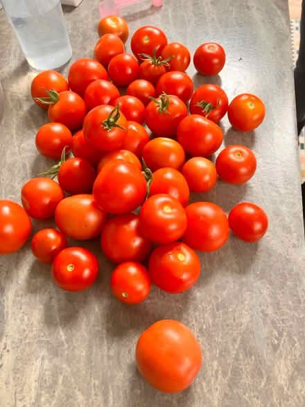 Photo of free Tomatoes (CH42 Tranmere) #1