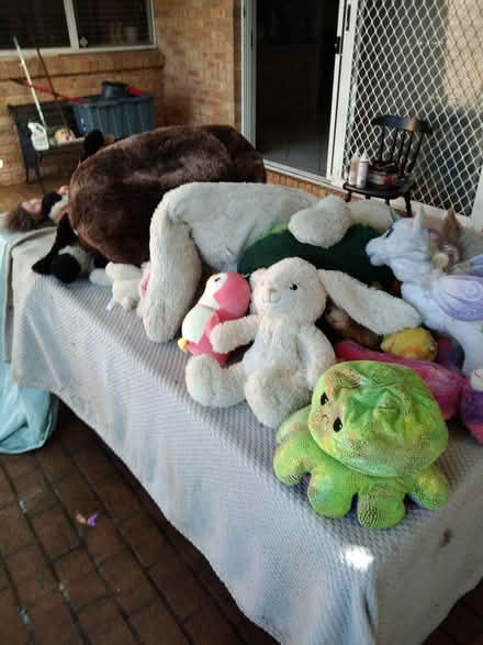 Photo of free Plush toys (Lake haven 2263) #1