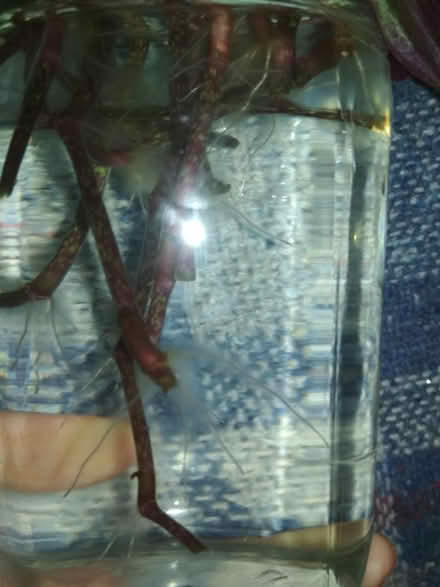 Photo of free Tradescantia rooted cuttings (Dublin central) #2