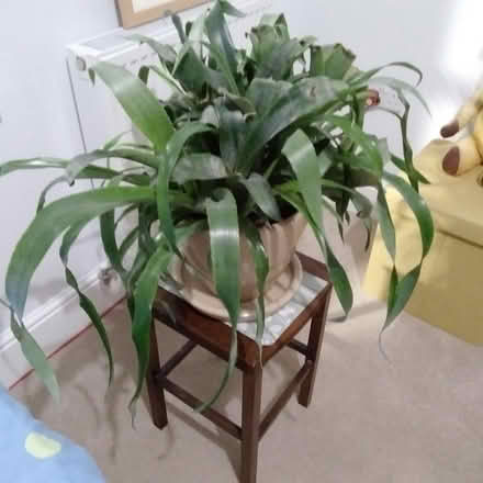 Photo of free Bromeliad (Poundbury DT1) #1