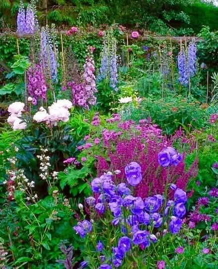 Photo of Perennial cottage garden plants (Presteigne LD8) #1
