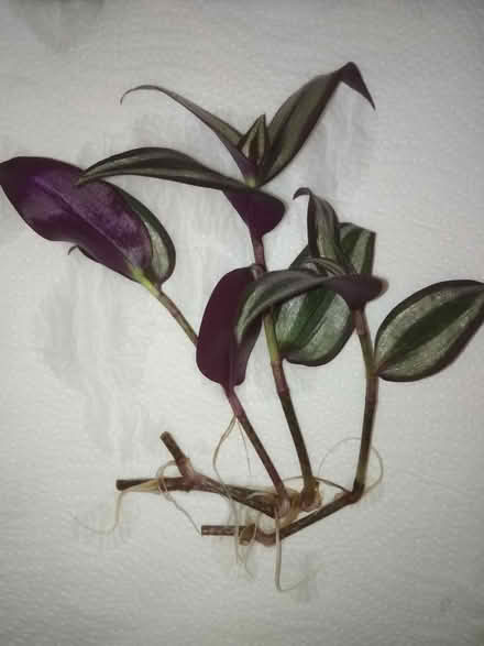 Photo of free Tradescantia rooted cuttings (Dublin central) #2