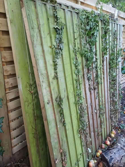 Photo of free Fence panels (Clewer Green SL4) #2