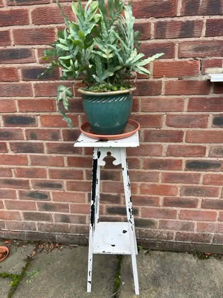 Photo of free Plant In Pot On Wooden Stand (Acklam TS5) #1