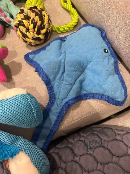 Photo of free Dog toys (East Boston) #3