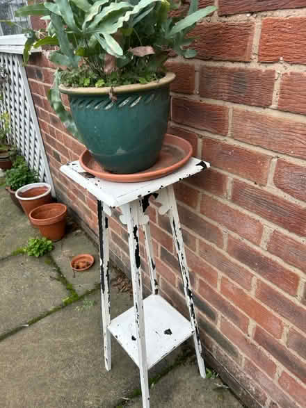 Photo of free Plant In Pot On Wooden Stand (Acklam TS5) #3