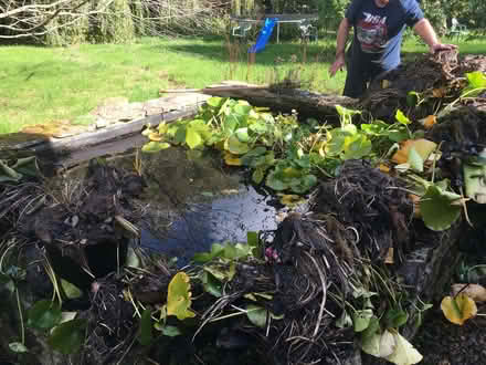 Photo of free Water lilies (Scotton HG5) #1
