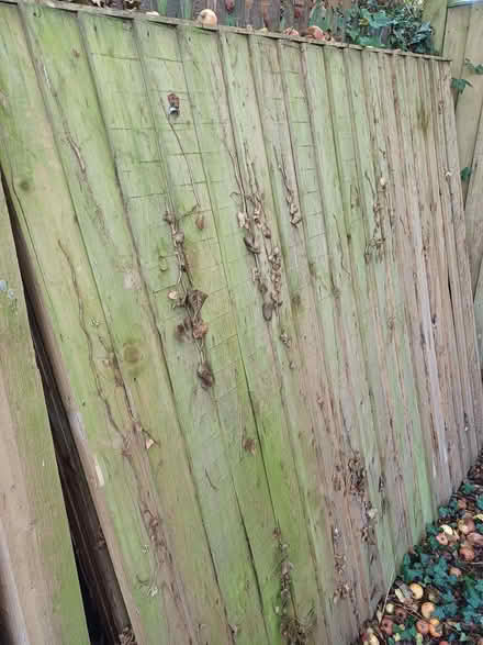 Photo of free Fence panels (Clewer Green SL4) #1