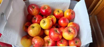 Photo of free Apples from garden (Harrogate HG2) #1
