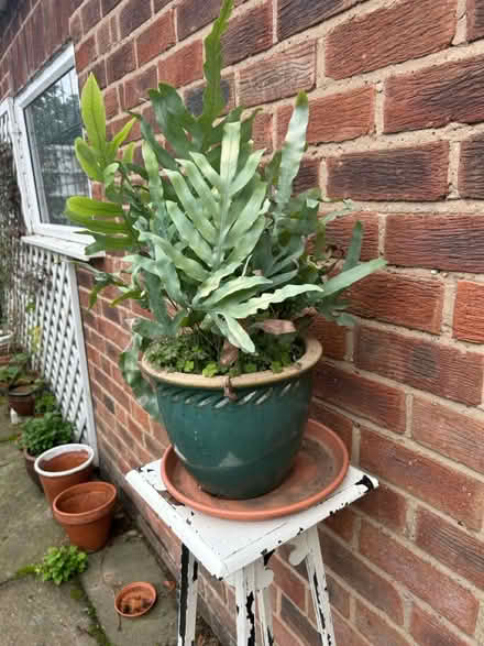 Photo of free Plant In Pot On Wooden Stand (Acklam TS5) #2