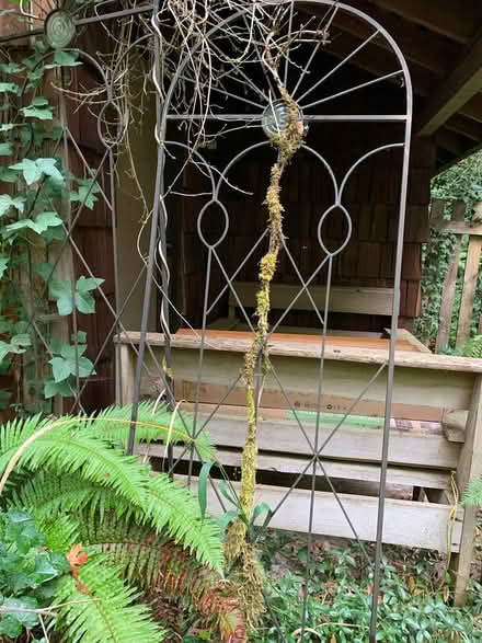 Photo of free Metal Trellis (Milwaukie on Aldercrest Rd) #1