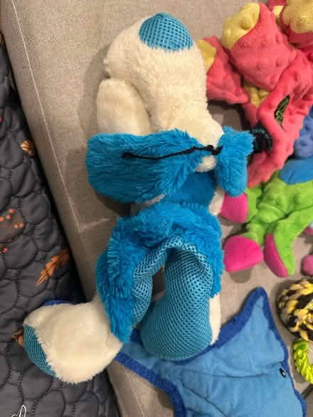 Photo of free Dog toys (East Boston) #4