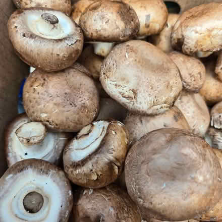 Photo of free Mushrooms (Chiquita Av MtnVw) #1