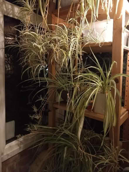 Photo of free Baby spider plants (New Malden KT3) #1