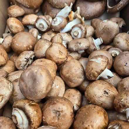 Photo of free Mushrooms (Chiquita Av MtnVw) #3