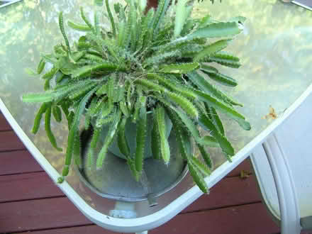 Photo of free Succulent Plant (New Fairfield near Ball Pond) #1