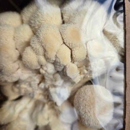 Photo of free Mushrooms (Chiquita Av MtnVw) #2