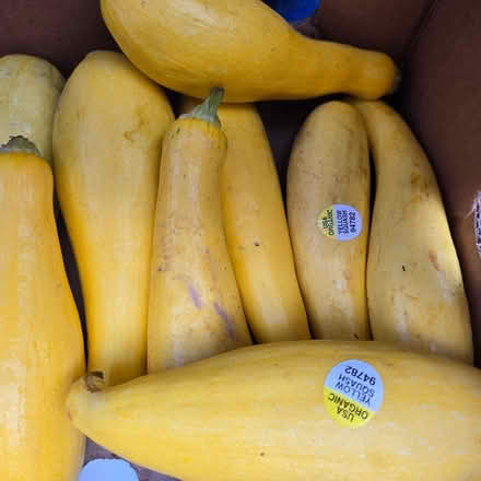 Photo of free Yellow Squash (Chiquita Av MtnVw) #1