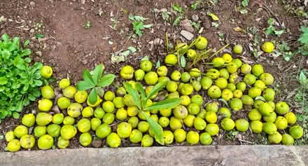 Photo of free Quince fruit (Cradoc LD3) #1