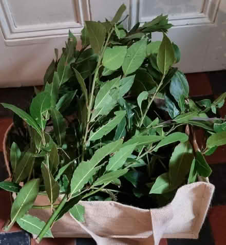 Photo of free Bay leaves - still lots left! (Central Lancaster LA1) #1