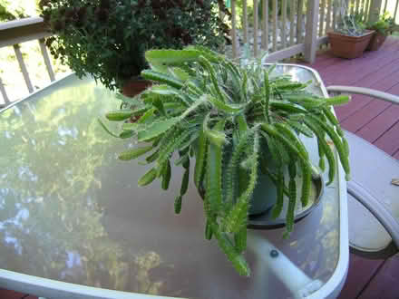 Photo of free Succulent Plant (New Fairfield near Ball Pond) #2