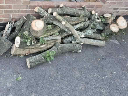 Photo of free Oak (Purbrook) #1