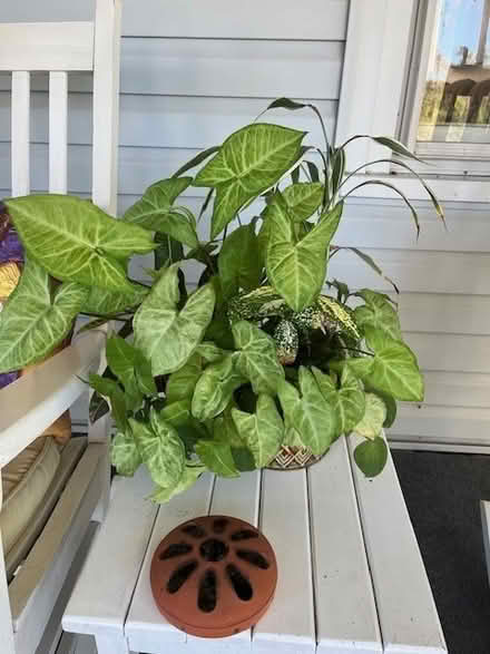 Photo of free Two Houseplants (NE Reading near Tobias Frogg) #2
