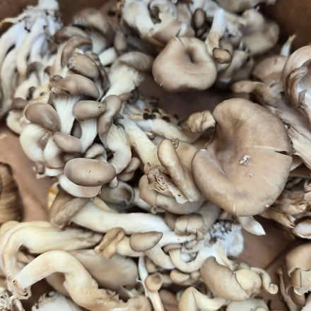 Photo of free Mushrooms (Chiquita Av MtnVw) #4