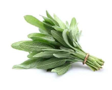 Photo of free Fresh cut sage (Millhouses S7) #1