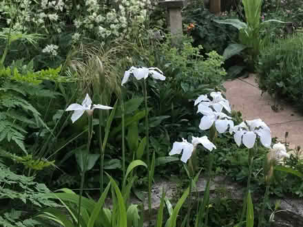 Photo of free Pond iris (Bisley Road GL5) #1
