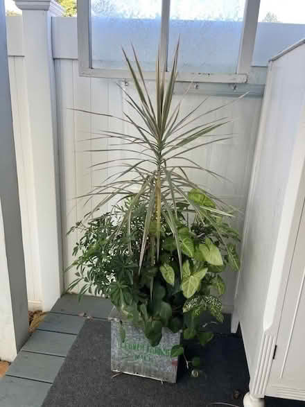 Photo of free Two Houseplants (NE Reading near Tobias Frogg) #1