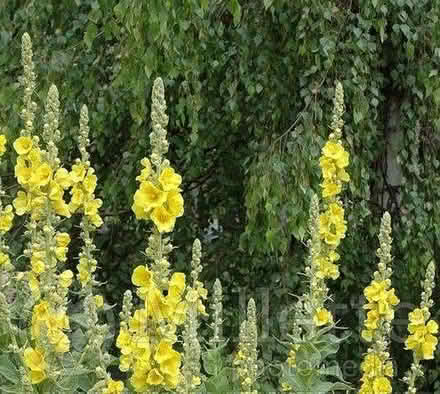 Photo of free Young mullein plants (Penrith CA11) #2