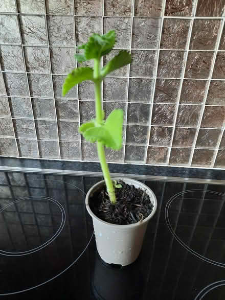 Photo of free Broad Leaf Thyme Caribbean (Morden SM4) #1